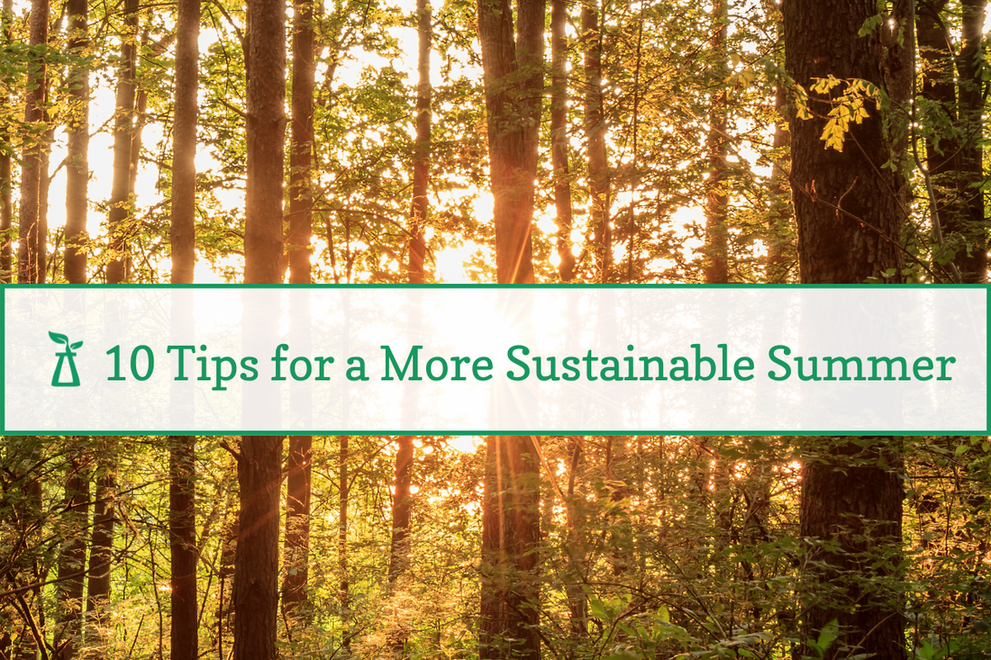 forest with 10 tips for a sustainable summer